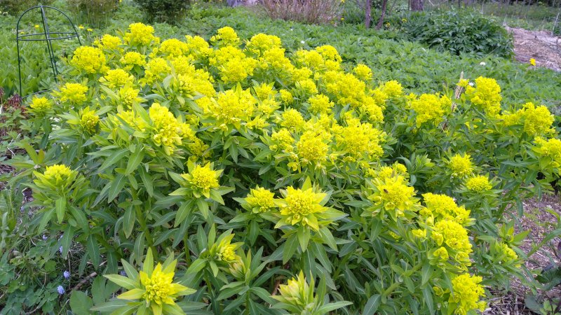 Euphorbia palustris 'Teichlaterne'